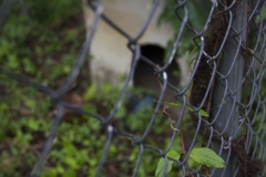 chainlink