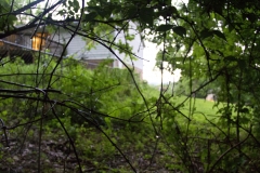 woods